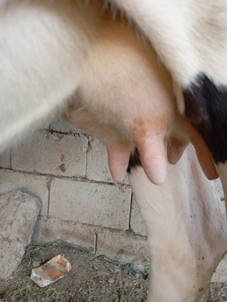 بجر • أول بطن • ضمان حليب