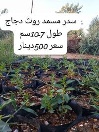 راشدي • واتساب • للطلب