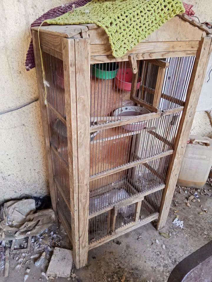 قفصين حديد وقفص خشب ب100 كلهن بغداد شارع فلسطين ***********
