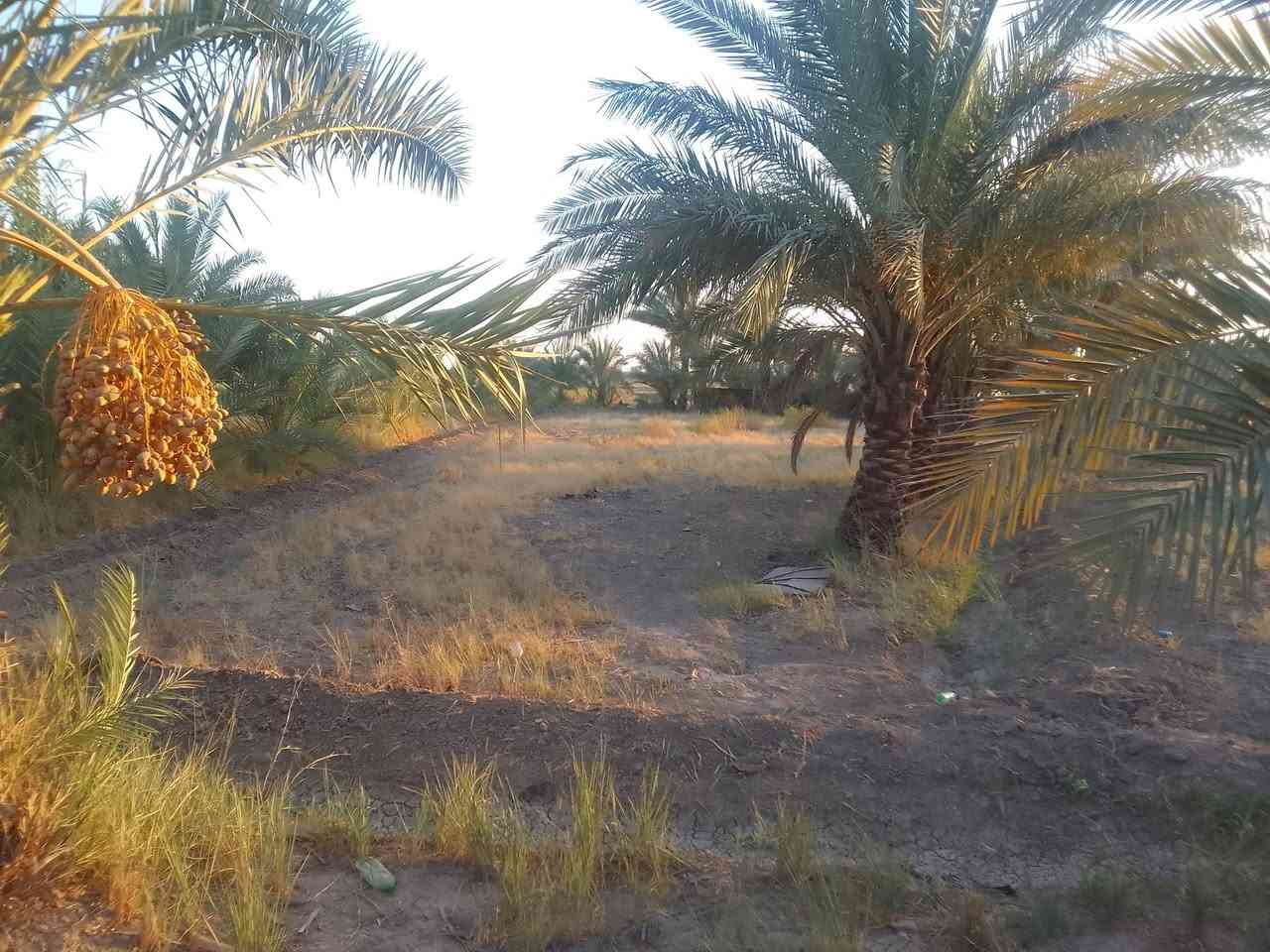 السلام عليكم  ارض  للببع طابوزراعي سند٢٥ تحويل مباشر خلف جامعة بابل خدمات كامله الاست فسار على الارقام ***********ووو***********
