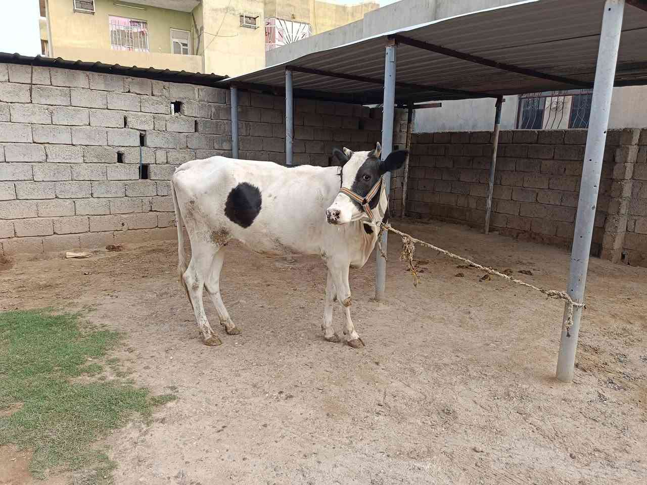 بقرة فريزن • حامل ٧شهور • الشركاط قريت الحوريه