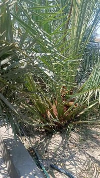 فسائل برحي • نخيل • كبار