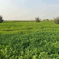 30دونم • التاجي ذراع دجلة • ماء كهرباء سند
