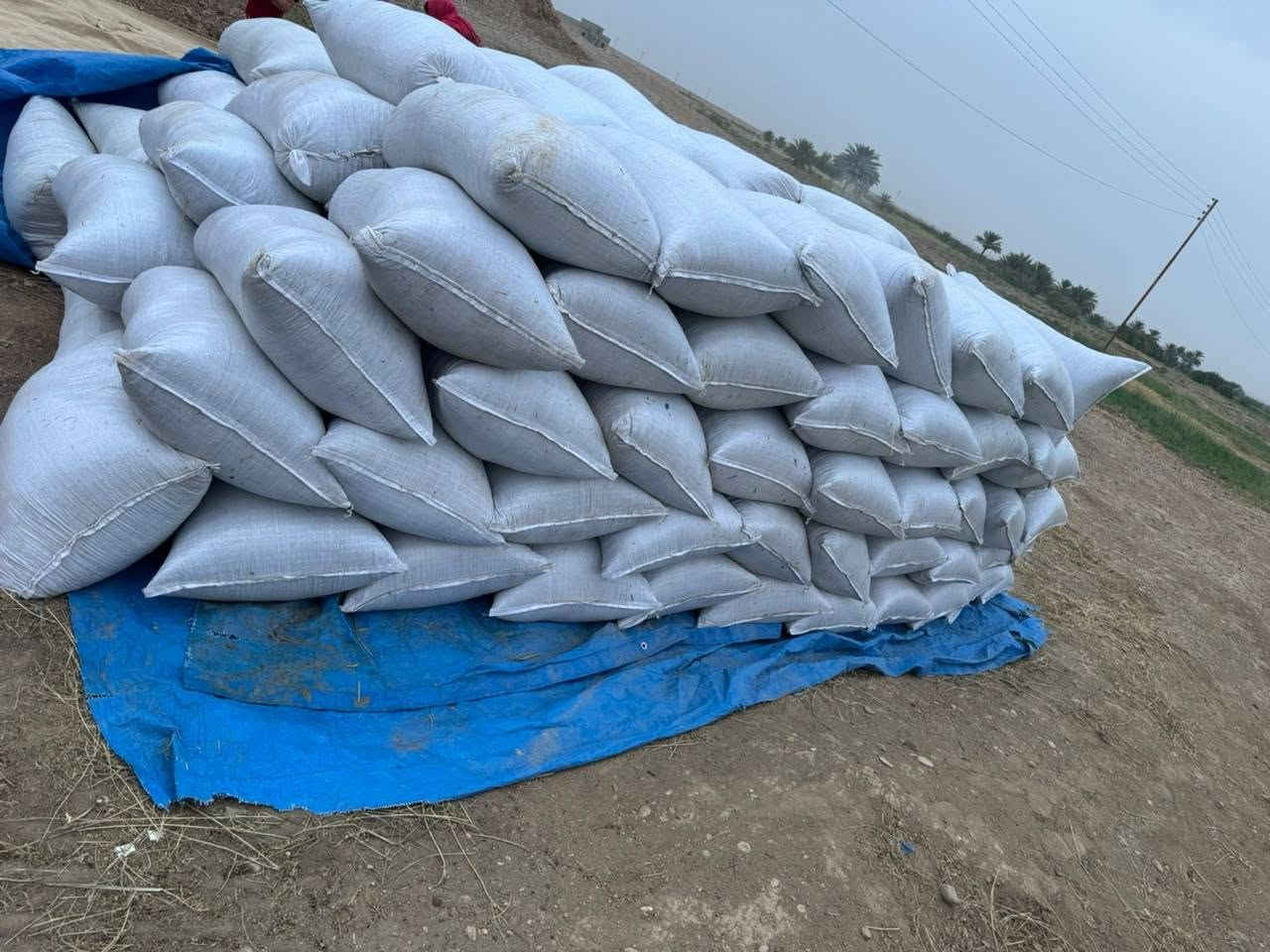 تبن جت ترس • مدكوك فول • ١٢٤ كونيه