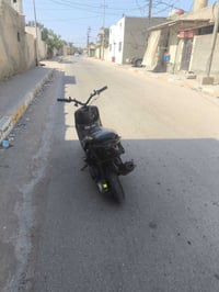 ماكس منغولي • سعر خاص • للبيع