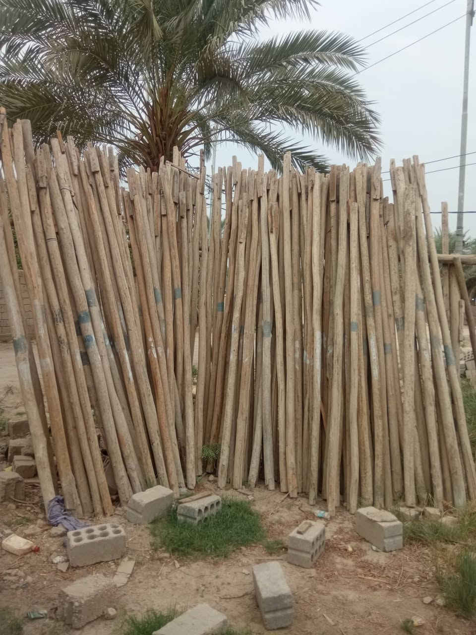 بابل • طول٣٫٣٣م • زوج