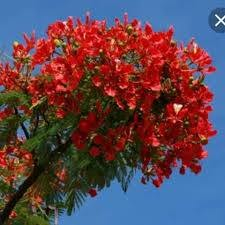 على بركة الله نلعن لكم عن توفير البذور الموسمي والدائمي والأشجار والورود الأستوائية والنوادر 

الأسعار مناسبة للكل سعر المغلف الف دينار والكميه مقاربة للسعر البذور محلية وبيها نسبة انبات كلش زينه 

البيع فقط على فيسبوك والواتساب ***********

الأسماء تحت كل صورة

نص مكتوب في الصور:
- @narjesnarjes027
- اكاسيا فستولا