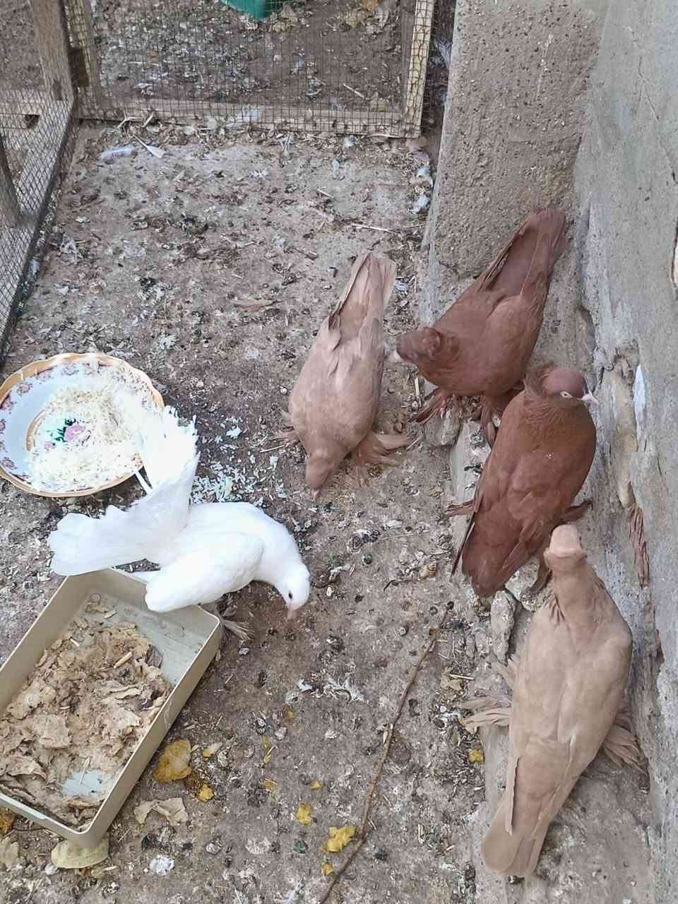 السلام عليكم متاح رواعب زوجين طير وفحل صحه ونظافه خير من الله  وعرايس بيض طيره وفحل مزاوجات  العنوان واسط قضاء الاحرار   مكلف بل نشر هاذه رقم راعيهن ***********
