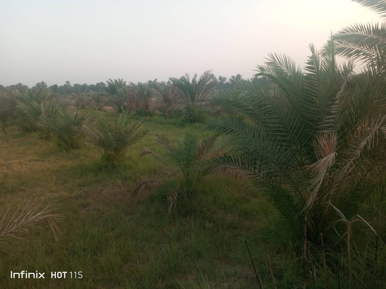 السلام عليكم بستان للبيع المساحه
 1300متر يقع البستان على ماء 
سقي وكهرباء وشارع مجاور للنهر
 بعرض 6متر  يوجد في البستان ما يقارب 50نخله متنوعه مابين الخضراوي والشكر والشويثي بزراعه مرتبه موقع البستان ناحيه اسديناويه منطقه ام حكروص للاستفسار ***********
