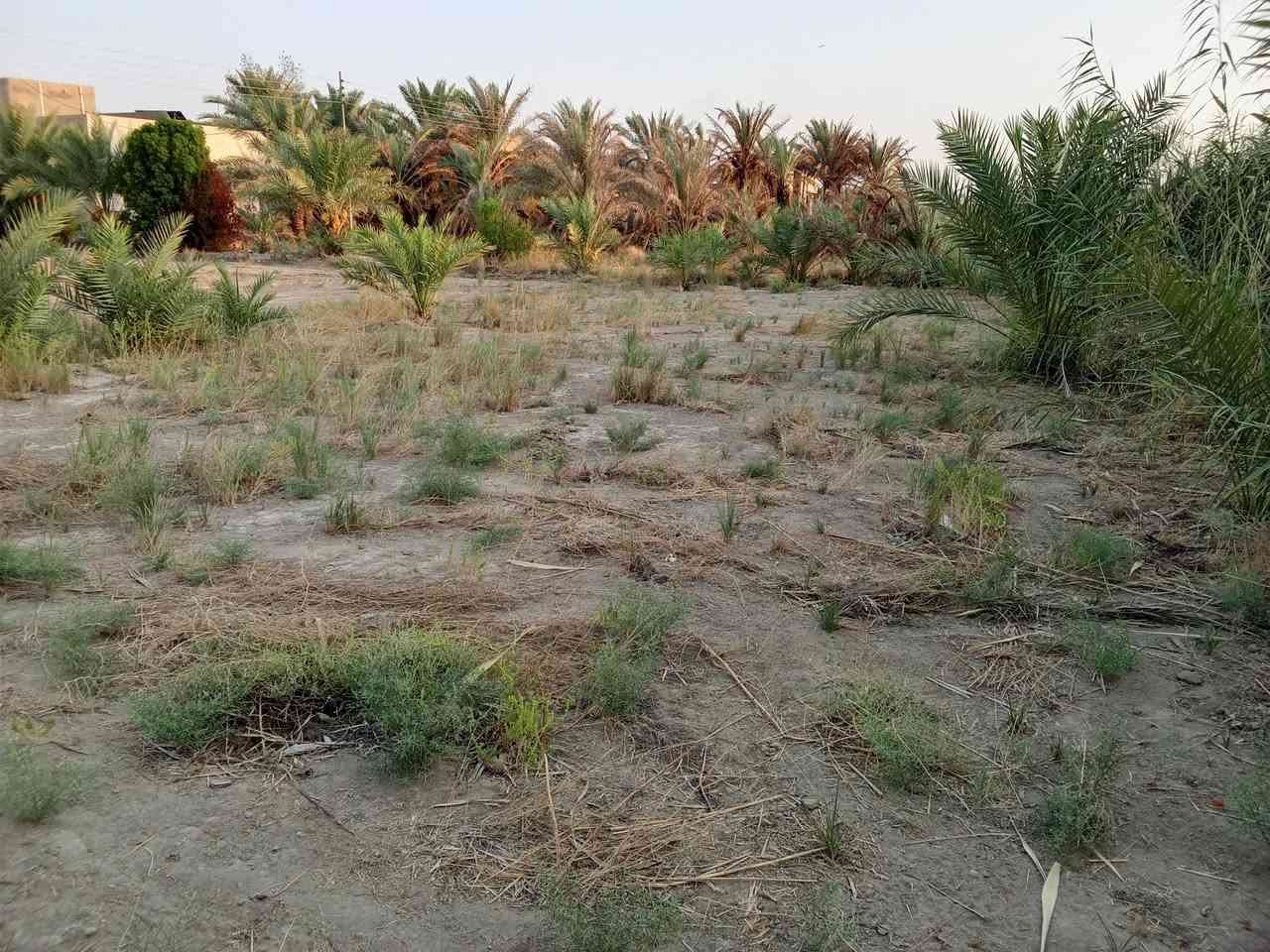 ارض مساحتها 1000متر صلح زراعي سند 35
"
📍واجه 40متر 🍁🍁
📍نزال  25متر 🍁🍁
ممكن📍 تنباع نص القطعه
📍الموقع بابل قضاء المحاويل /البدع الكبير 
 الرئيسي  سايدين حلة بغداد 150 متر ،
للاتصال ‏‪***********‬‏
