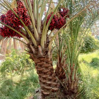 فسائل • برحي • زاهدي