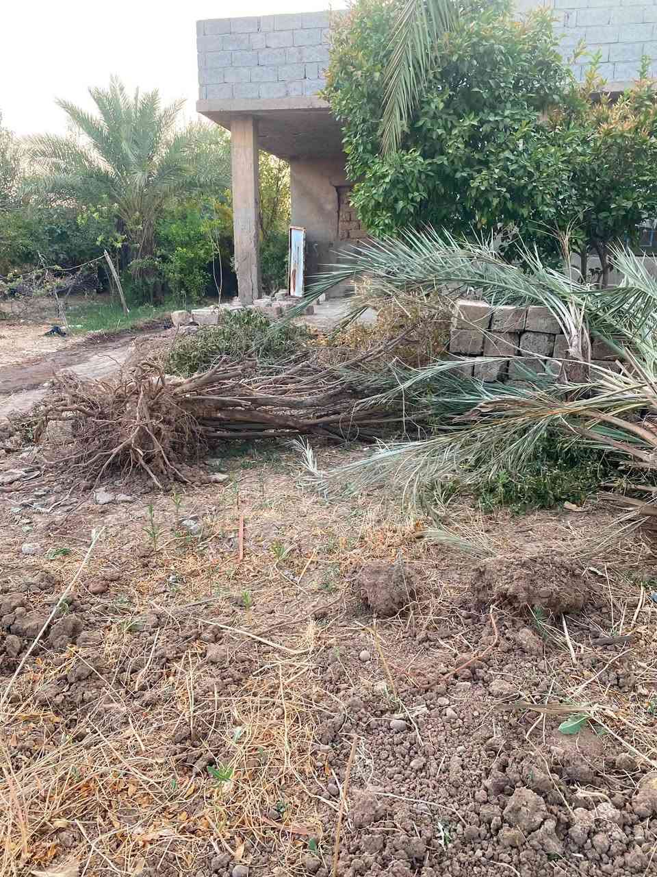السلام عليكم عندي هاذ الحطب اليريدو  وبعد اكو شجرة رمان كبيره حيل يكصها ويشيلها.   

التواصل خاص مفتوح 

وتساب  ***********
