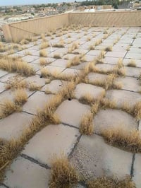 تطبيك • فلانكوت • ماستك