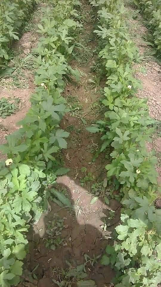 يوجد بذور بانيه فرنسيه بنت القوطيه الاربعينيه انتاجيه خير من الله تحمل حراره الصيف جدا عاليه متعهد بها ضمان شرط الحوي الصيفيه شتويه تنزل***********
