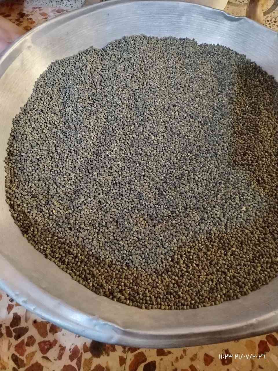 بذور بانيه • درجة أولى • صويره واسط