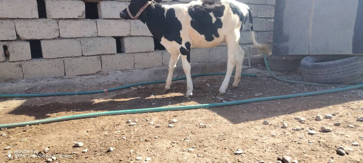 هونر X9b • كاميرا ١٠٨MP • 5G