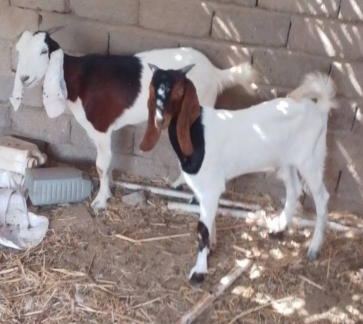 نثيه • ذكر • الشطره