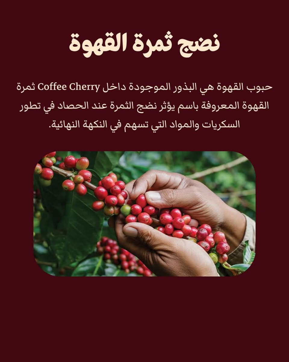 قهوة فاكهية • معالجة • التحميص