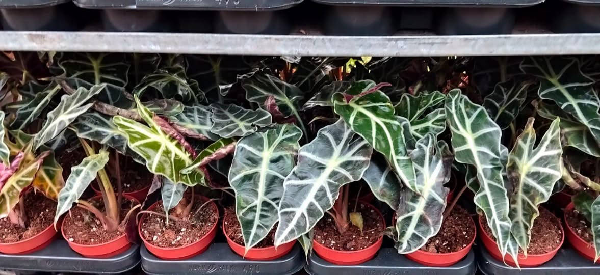 ياالله..توفرت نباتات جديدة هولندية 
ظلية 🌱🌹

متوفر كافة مستلزمات النبات من (اسمدة/مبيدات/كرات الليكا/ برلايت/ سنادين)

توصيل متوفر لكل المحافظات العراقية 
العنوان بغداد سبع ابكار 
للحجز والاستفسار راسلونا للصفحة 🕊️
او واتساب ***********
