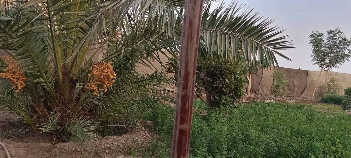 مرخصت مدير.الكروب
السلام عليكم 
قطعة ارض زراعي سند ٢٥ المساحة ٩٠٠م  كما موضح بالصور المرفقة وتحتوي على بأر إرتوازي وماء اسآلة والكهرباء قريبة جدا من الارض تبعد عن الشارع العام ٥٠ متر تقريباً الموقع طريق السنية السياحي قرب مدرسة الاصيل الابتدائية ( الكرفانات) وللاستفسار عن التفاصيل كاملة الاتصال على الرقم ***********.
