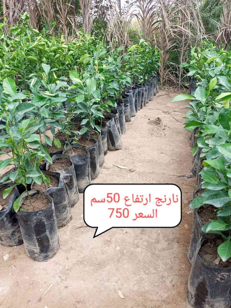 نارنج • مشتل • توصيل الدجيل