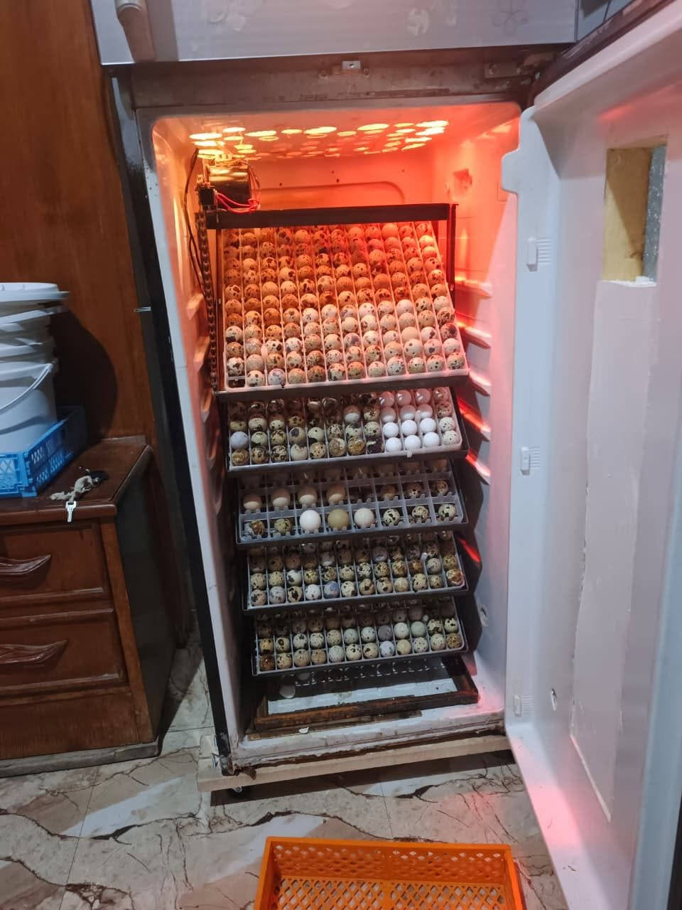 للبيع مكاني موصل اسكي موصل
فول تماتيك اتشيل 528بيضه دجاج
***********
