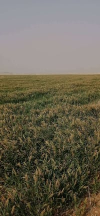 دخن • بم شويحه • ٢٤٠دونم