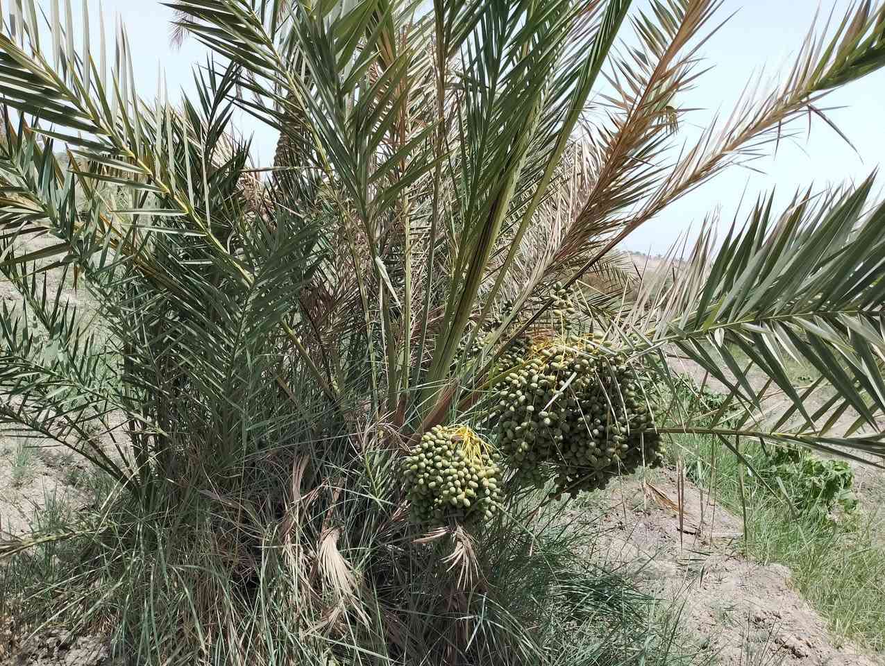 موجود بستان دونمين ونص بيه بيت ومسبح واستقبال واصل البناء للسقف مسيجه بالكامل و متوفره كافة الخدمات كهرباء وماء اساله وماء بير وماء نهر العنوان ذي قار سوق الشيوخ قبل سيطرة ام العباس مقابل مدرسة الشريف الرضي نزلت ال وشاح للاستفسار الاتصال على الرقم بيه واتساب ***********
