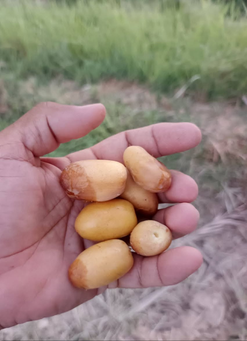 فسائل • شويثي أصفر • ناصريه مركز