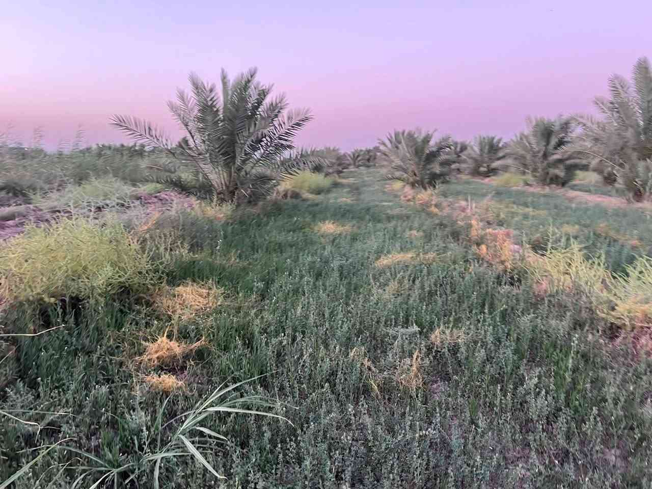 سلام عليكم ارض زراعيه لبيع 3دونم بستان كلهه قانون 117 مع بيت بناء حديث كافت الخدمات ماء اساله كهرباء ماء سقي الموقع قضاء الصويره ***********\\
