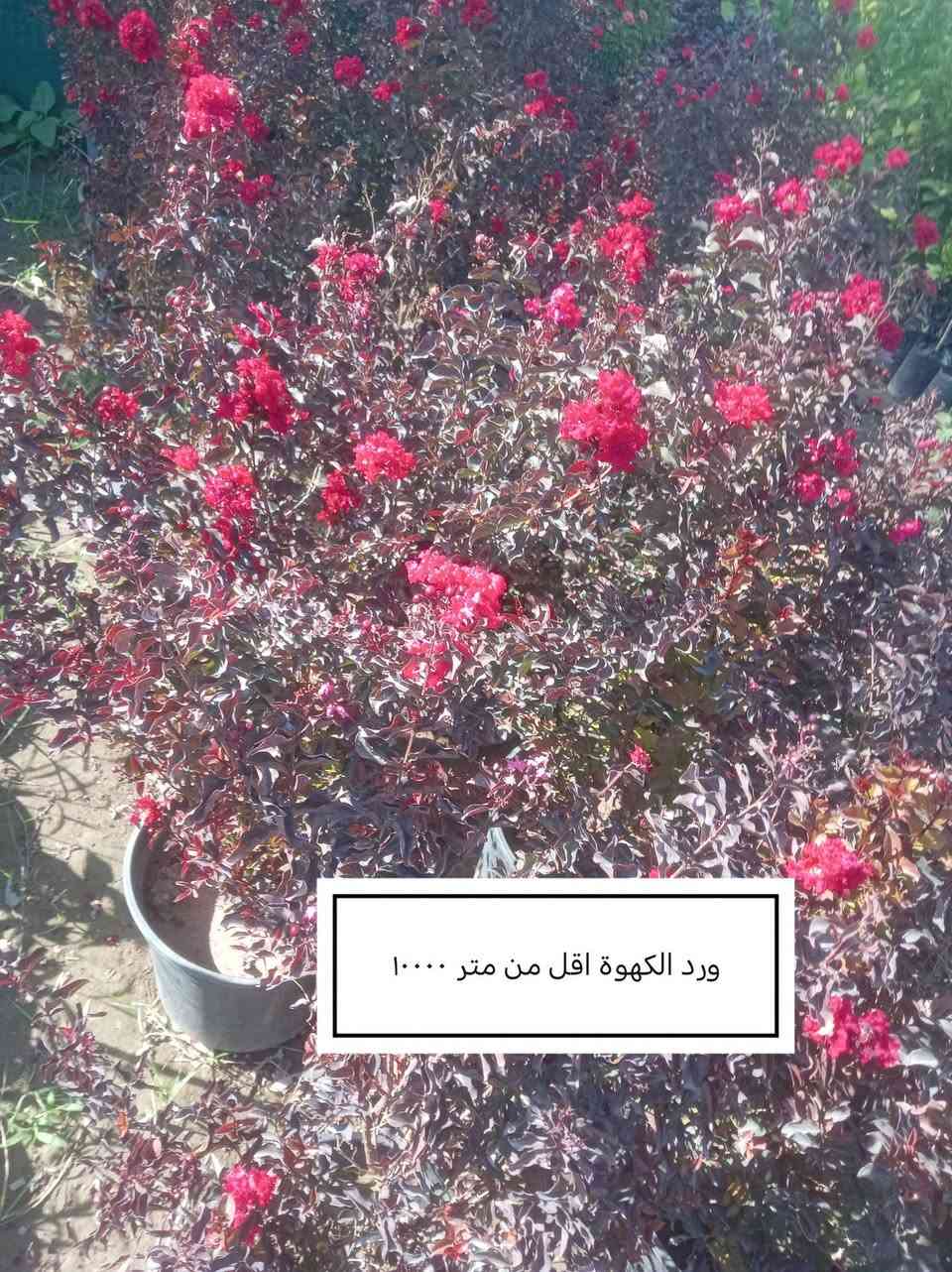 السلام عليكم ورحمة الله وبركاته
 موسم خير وبركة 

إخواني الكرام
الفقرات الجديدة
المتوفرة حاليا

للاستفسار أو لمعرفة الموقع بشكل أدق، راسلونا على الواتساب:

📞 ***********
📞 ***********

نوفّر لكم أفضل الأصناف من حيث الجودة والنوعية.

📍 العنوان:
بغداد – اليوسفية – الرضوانية الشرقية
طريق معمل زينب – ثالث مشتل 
مكتوب على الباب مشتل الرضوانية
مجاور محطة الخليج لغسل السيارات.

🔹 البيع جملة
🔹 من يرغب بالشراء مفرد يمكنه الحضور إلى المشتل والاختيار بنفسه.
🔹 لا يوجد توصيل للمفرد.
🔹 توصيل الجملة فقط بسيارات حمل بالأجرة ويتم الاتفاق مباشرة مع سائق النقل.

🚚 رقم سائق النقل:
***********

📞 أرقام المشتل:
*********** (واتساب)
***********

🌳 الأسعار والأنواع
1- كابرس متر ونص   1000🪴
2- دم العاشق كويتي سندانه    1000🪴
3- جورنته ليموني  2000🪴
4-شبوي ليلي خشن ارتفاع متر  2000🌺
5-ددونيه نص متر  750🪴
6-أكاسيه عراقيه  متر فما فوق  2000🪴
7- ياس عراقي خشن  1500🪴
8-ياس أيطالي  1500 🪴
9- ورد جوري عراقي  2000🌺
10- ورد رازقي 2500🌺
11-سرو أيطالي الارتفاع متر ونص5000🪴
12- ورد القهوه اقل من متر 10000🌺
13-سدر تايلندي خشن 9000🌴
14- عفص 7000🌲
15- كاردينيا 8000🌺
16-متسلق ياسمين احمر هندي  عطري  الارتفاع متر ونص  8500🌺
17- جاكرنده البنفسجيه  5000🪻

📍 موقع المشتل على الخريطة:
https://maps.app.goo.gl/EfkBiYR7ezQDtA6v5

حياكم الله وتشرفونا بزيارتكم 🌿

📍 موقع المشتل على الخريطة:
https://maps.app.goo.gl/EfkBiYR7ezQDtA6v5

حياكم الله وتشرفونا بزيارتكم 🌿
