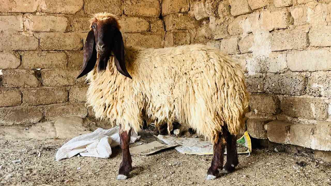 دجة حمدانيه • خشنه • العلم سمره