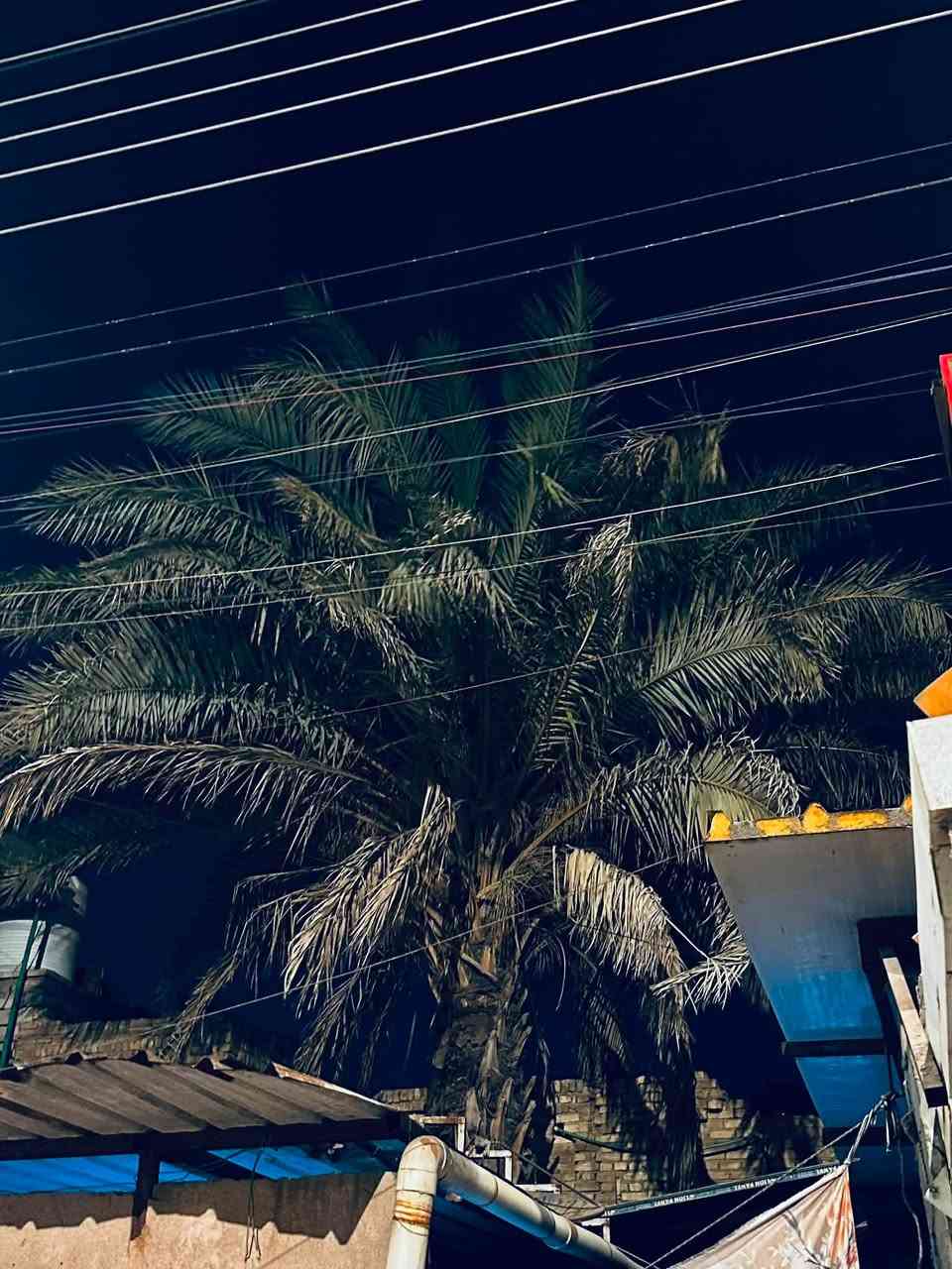السلام عليكم محتاج عامل يقصلي النخله الطوال ٦ متر الي يعرف لا يقصر ورحمله والديكم عنواني البصرة المعقل الابله ***********
