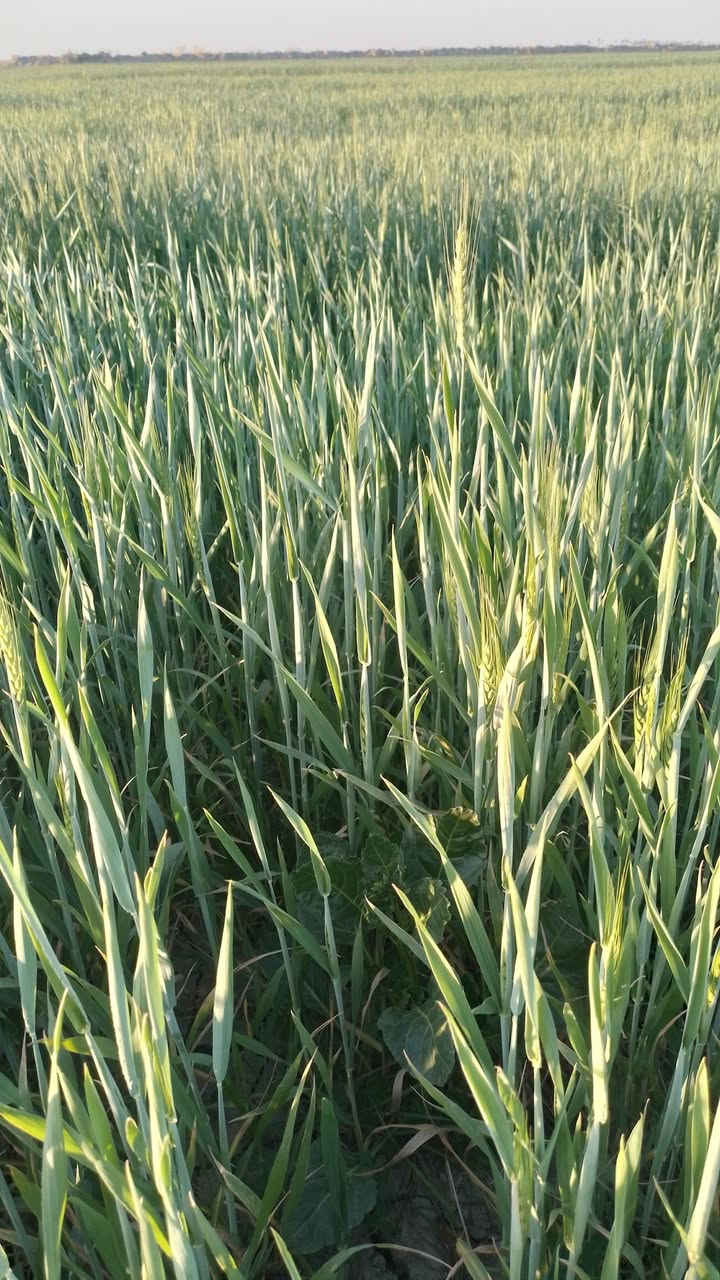 السلام عليكم ورحمة الله وبركاته للأيجار ارض زراعيه خصبه درجه اولى المساحه ٥٥ دونم معدل ليزر ماء سقي سيح قنوات اروائي مكان الأرض واسط قضاء الصويره رقمي ***********
