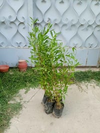 الدودونيا • ارتفاع ٤م • تتحمل الجفاف