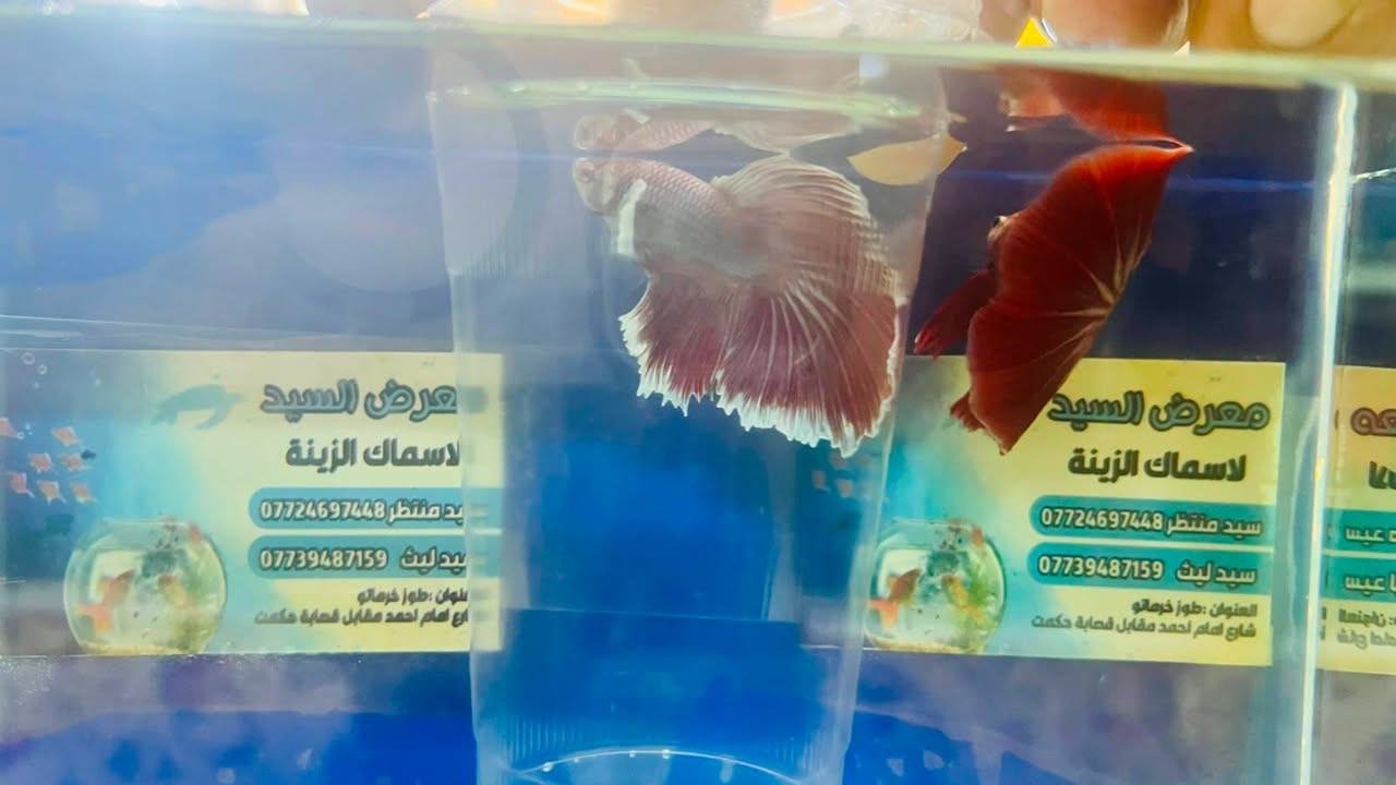 🔥وصول وجبة اسماك فايتر هالف مون تايلندي 7 سم 🔥

🐠لا تفوّت الفرصة اسماك زينة جميلة وبألوان مميزة🌈
💥 أسعار مميزة لفترة محدودة🐟 أنواع وأحجام مختلفة
✨ ألوان تخلي حوضك أجمل💧 أسماك مختارة بعناية🦈

المتوفر اليوم ممكن ما يبقى لباجر! توصيل جميع المحافظات
📩 راسلنا الآن وأرسل لنا صورة السمكة اللي عجبتك حتى نخبرك بالسعر والمتوفر.لا تنتظراختار سمكتك واحجزها 🐠

📍 الموقع: [كركوك قضاء طوز خرماتو سايدين امام احمد]
📞 للطلب: [***********📞***********]

👇 اكتب "أريد" بالتعليقات ونرسل لك الأنواع والأسعار المتوفرة 📩

#بيع_سريع #أسماك_زينة #أسماك_الزينة #عروض_أسماك #أحواض_أسماك #عشاق_الأسماك #Aquarium

