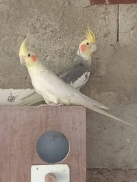 متاح زوج كوكتيل وطيره غندور وتساب 07714988665