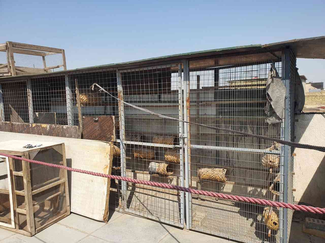 برج طيور • ٤٠٠ طير • بغداد الشعب