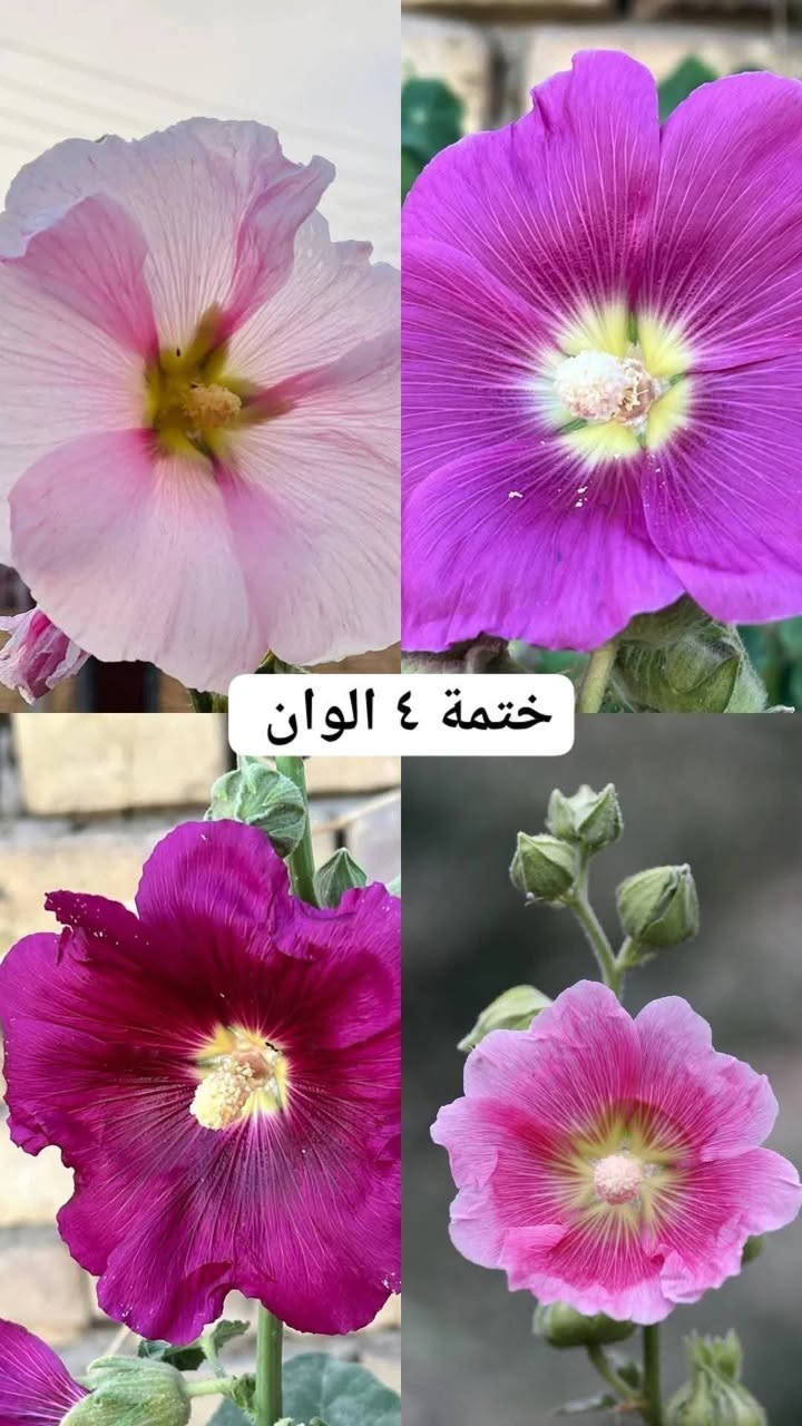 بذور ختمية • ٤ ألوان • توصيل السماوه