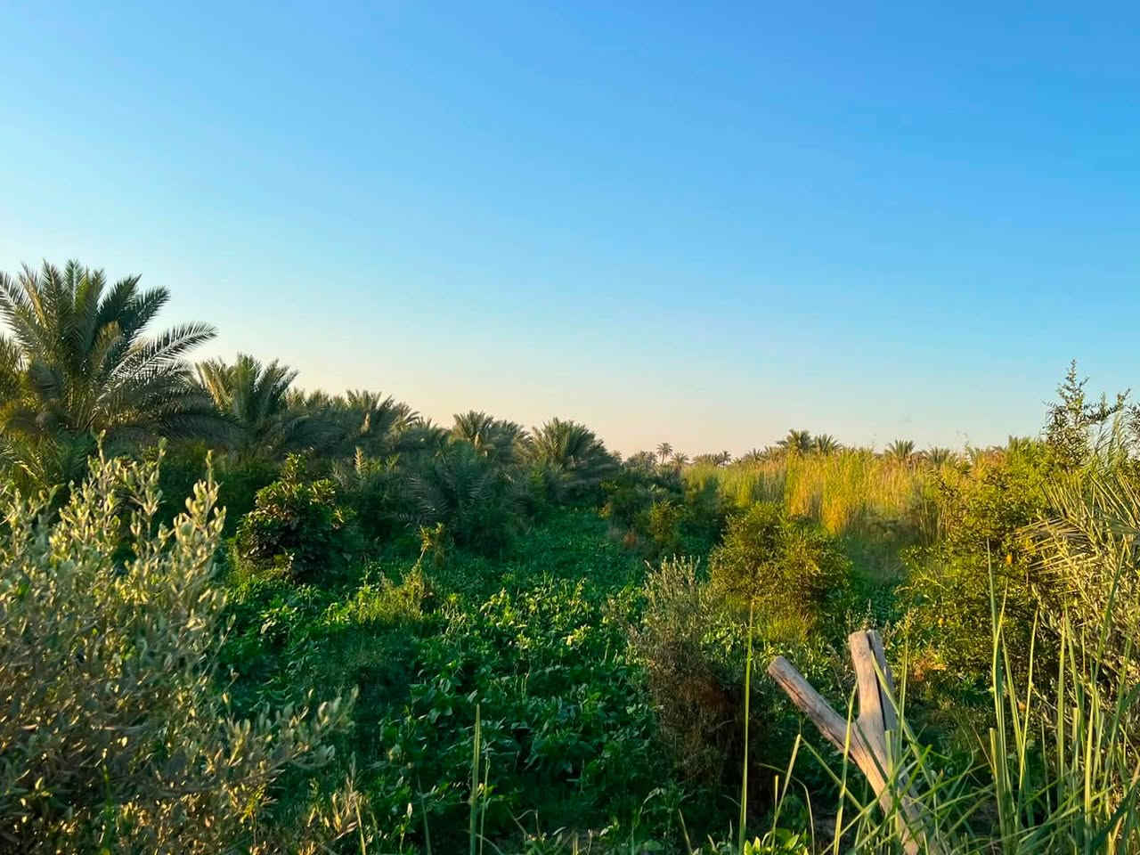 ✅بستان للبيع المساحه 6 دوانم و600 متر تحتوي على اربع منازل 🏠
✅طابو زراعي ٢٥ تحويل مباشر باسم المشتري 

✅تحتوي على اشجار مثمره حوالي 600 شجره ونخيل بانواعه

وكذلك تتوفر ماء وكهرباء واجهته 40 متر 

الموقع طريق كربلاء نجف منطقة شط الله وكذلك مدخل ثاني طوريج الجدول الغربي 

سعر الدونم 120 مليون وقابل للتفاوض للاستفسار/*********** /***********
