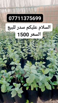 سدر • لبصره • للبيع