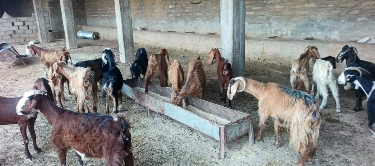 السلام عليكم مكلف بل نشر 
إخوان يوجد معز العدد 18بيهن عشر وبيهن الجاب السعار مناسبه الشراي اتصل وتدلل المكان الشرقاط قريت شكراً ‏‪***********‬‏

