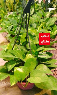 نباتات داخلية • مشتل جوري • صلاح الدين