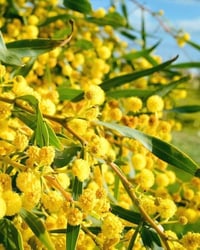 شتلات أكاسيا ساليجنا • متر وربع • بابل المحاويل