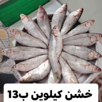 توصيل مجاني • صيد اليوم • عرض بلاش