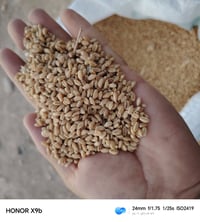 حنطة • بنت المغلف فرنسية • ١٥ طن