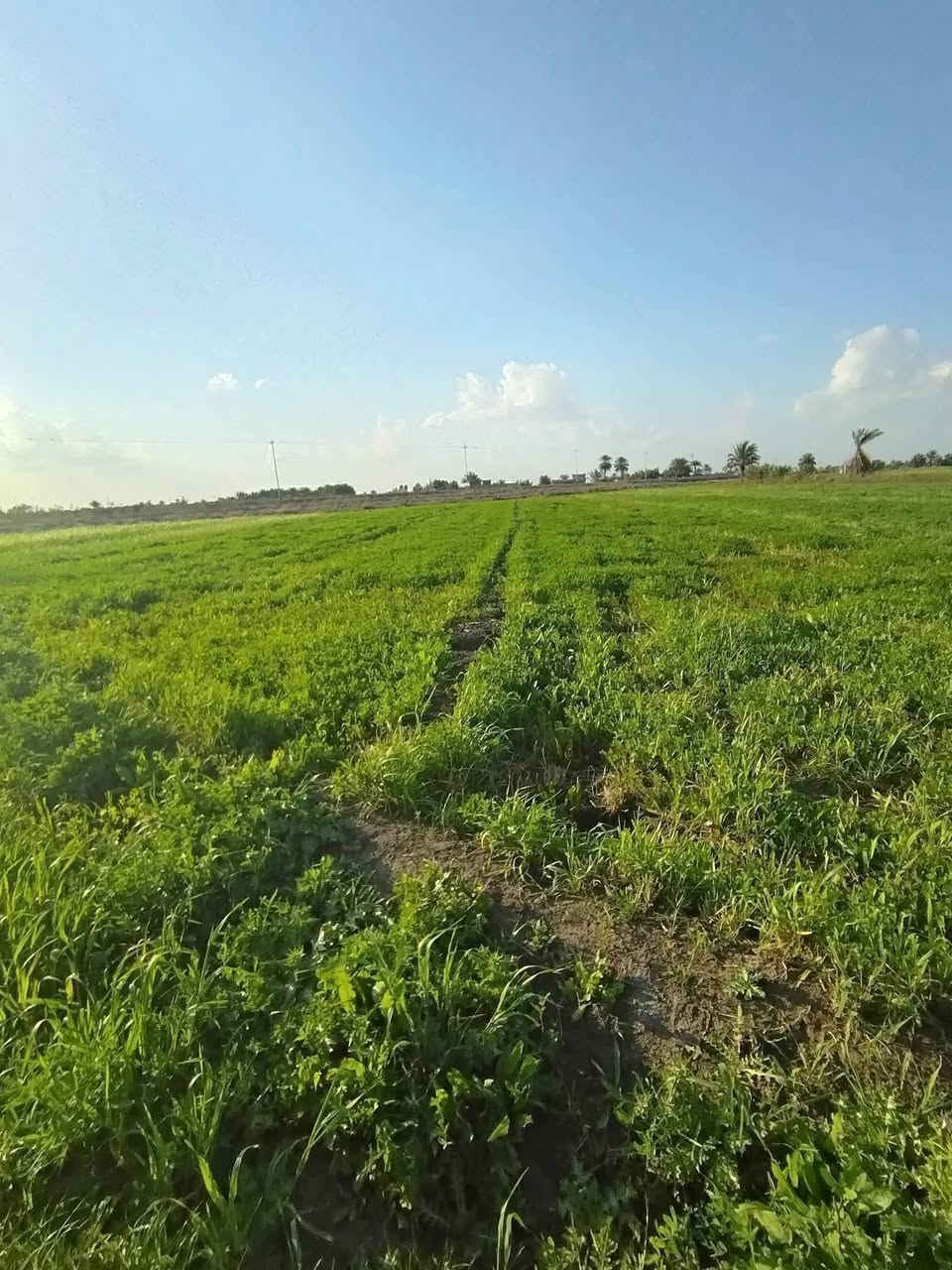 السلام عليكم عرض اليوم ويانا 18 دونم منطقه العيساويه عاتبعدعن شارعتبليط 20متر  🏡 الك فرصه تكدر تستثمر فلوسك ويانا  بالاراضي الزراعيه قابله الصعود 💵
التاجي ذراع دجله العيساوية 🌴
مساحه 18دنم ☑️
ماء 🍬
كهرباء 🌃
قريبه عن ذراع دجله 🍬

تبعد عن بغداد 45دقيقه ☑️
 الارض استثماريه قابله الصعود 💵
سعر الدونم الواحد 18 وبيه مجال 💵

طابو فلوجة فتح بيان ثاني يوم 🌵  تعال اخذ لك 2500 متر  
الاستفسار اتصال ***********واتساب

