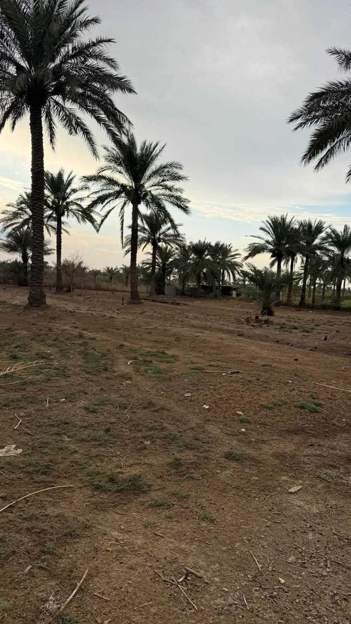 دونم ونص بستان طابو ملك صرف تحويل مباشر ب اسم المشتري
ماء وكهرباء وكافة الخدمات وجه البستان عالشارع الموقع الراشدية المراسمة
0771252236
