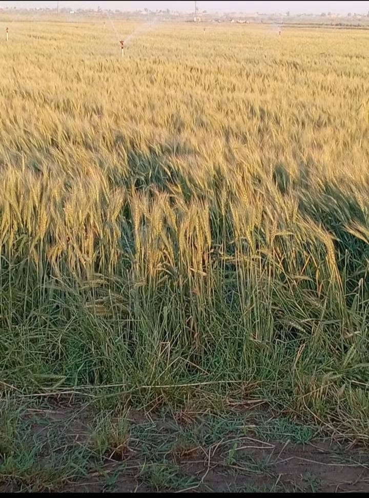 السلام عليكم ورحمة الله وبركاته يوجد حنطة نزار بنت البنت منقيه ومكيسه لبيع الاستفسار على الرقم ***********
