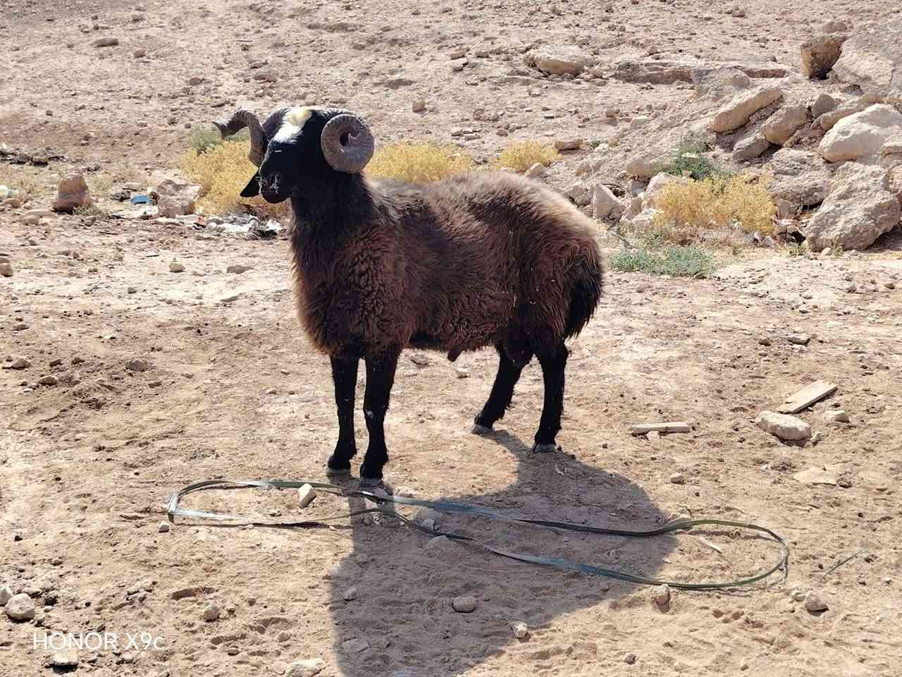بسم الله تبارك الرحمن ♥
اخوان ماشالله متاح فحل اسود اغر شرط لفحوليه هدد و كضب مبدل 4 سنون فحل خشان وطول فول نصاح شرط سعره 735 مكان الانبار حديثه وتوصيل موجود جميع محافضات العراق حسب لاتفاق الشراي يتصل وبي خير ويدلل *********** وبي واتساب

نص مكتوب في الصور:
- HONOR X9c